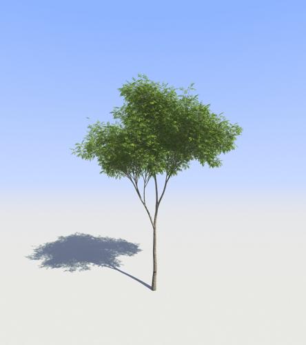 Tree12.2.6.2 preview image